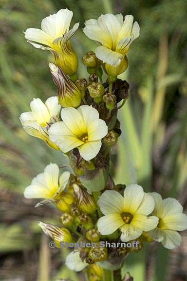 sisyrinchium striatum 5 graphic